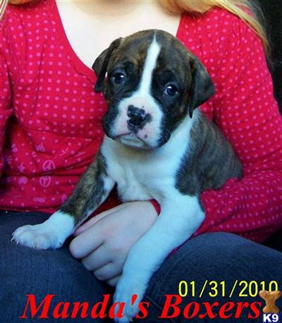 Boxer Puppies for Sale